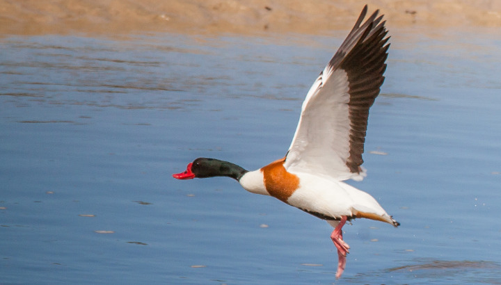 Les oiseaux hivernants de la chapelle de la Souhaitier